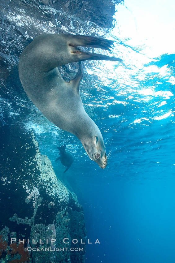 Galapagos sea lion. Gordon Rocks, Galapagos Islands, Ecuador, Zalophus californianus wollebacki, Zalophus californianus wollebaeki, natural history stock photograph, photo id 16398