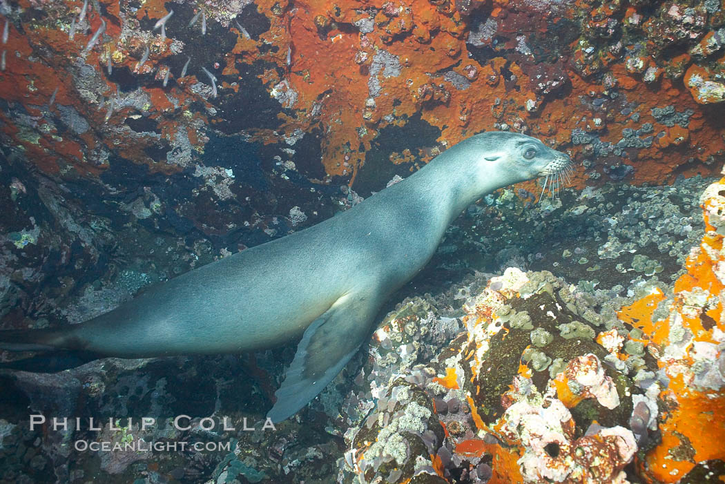 Galapagos sea lions. Gordon Rocks, Galapagos Islands, Ecuador, Zalophus californianus wollebacki, Zalophus californianus wollebaeki, natural history stock photograph, photo id 16402