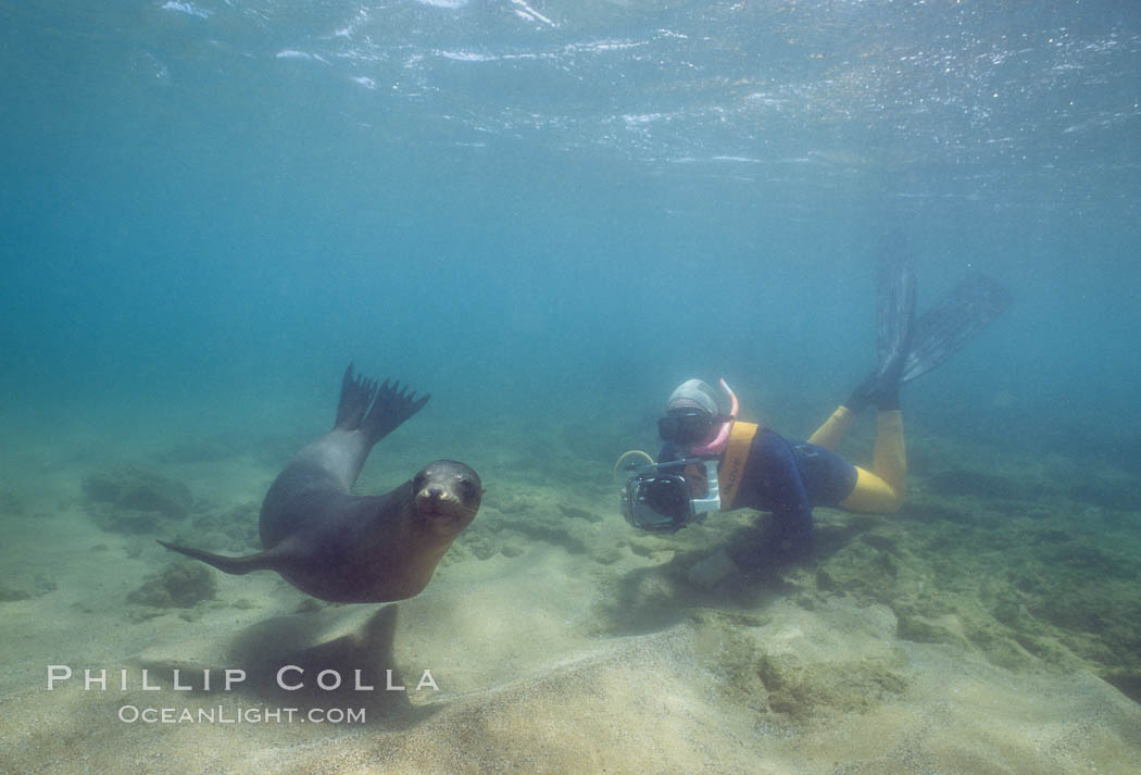 Galapagos sea lion, Sullivan Bay. James Island, Galapagos Islands, Ecuador, Zalophus californianus wollebacki, Zalophus californianus wollebaeki, natural history stock photograph, photo id 01700