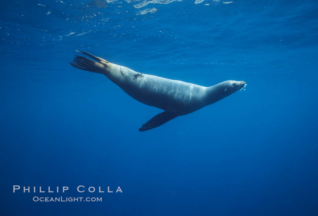 Galapagos sea lion with shark bite. Galapagos Islands, Ecuador, Zalophus californianus wollebacki, Zalophus californianus wollebaeki, natural history stock photograph, photo id 01712