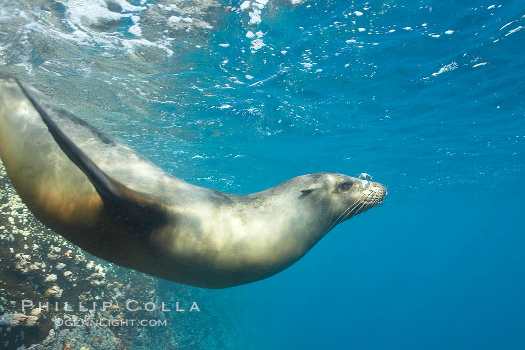 Galapagos sea lion. Gordon Rocks, Galapagos Islands, Ecuador, Zalophus californianus wollebacki, Zalophus californianus wollebaeki, natural history stock photograph, photo id 16396