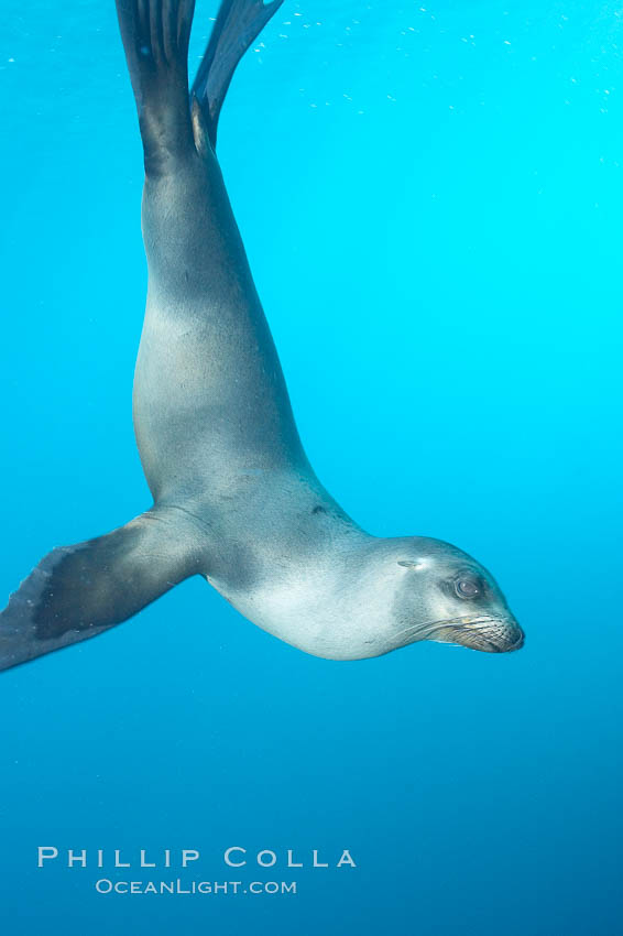 Galapagos sea lion. Gordon Rocks, Galapagos Islands, Ecuador, Zalophus californianus wollebacki, Zalophus californianus wollebaeki, natural history stock photograph, photo id 16400