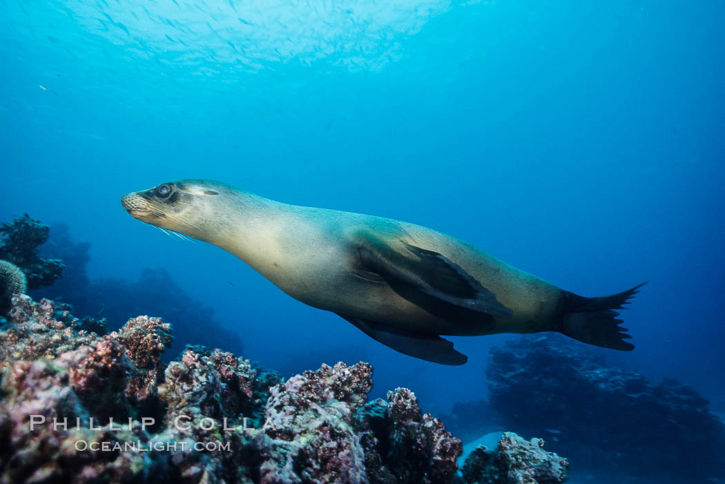 Galapagos sea lion, Devils Crown. Floreana Island, Galapagos Islands, Ecuador, Zalophus californianus wollebacki, Zalophus californianus wollebaeki, natural history stock photograph, photo id 01707