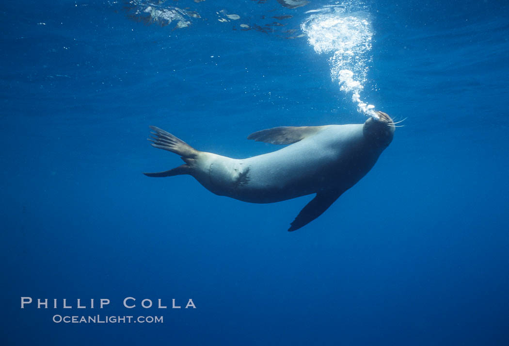 Galapagos sea lion with shark bite. Galapagos Islands, Ecuador, Zalophus californianus wollebacki, Zalophus californianus wollebaeki, natural history stock photograph, photo id 01711