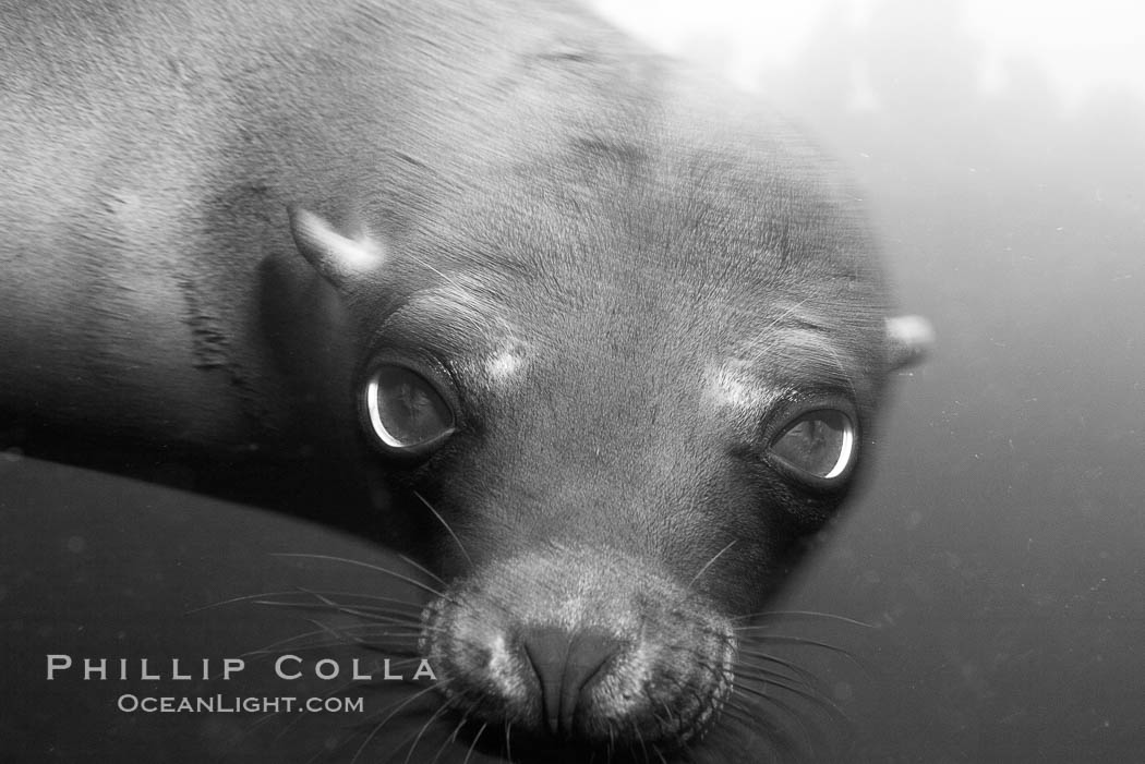 Galapagos sea lion. Cousins, Galapagos Islands, Ecuador, Zalophus californianus wollebacki, Zalophus californianus wollebaeki, natural history stock photograph, photo id 16395