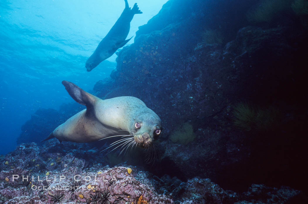 Galapagos sea lion. Isla Champion, Galapagos Islands, Ecuador, Zalophus californianus wollebacki, Zalophus californianus wollebaeki, natural history stock photograph, photo id 01689