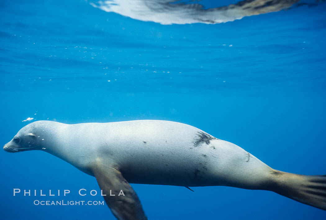 Galapagos sea lion with shark bite. Galapagos Islands, Ecuador, Zalophus californianus wollebacki, Zalophus californianus wollebaeki, natural history stock photograph, photo id 01713