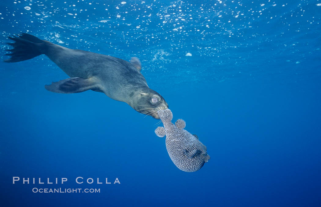 Galapagos sea lion playing with puffer fish. Cousins, Galapagos Islands, Ecuador, Zalophus californianus wollebacki, Zalophus californianus wollebaeki, natural history stock photograph, photo id 02253