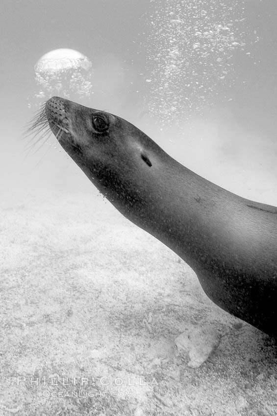Galapagos sea lion blows a bubble. Isla Lobos, Galapagos Islands, Ecuador, Zalophus californianus wollebacki, Zalophus californianus wollebaeki, natural history stock photograph, photo id 16397