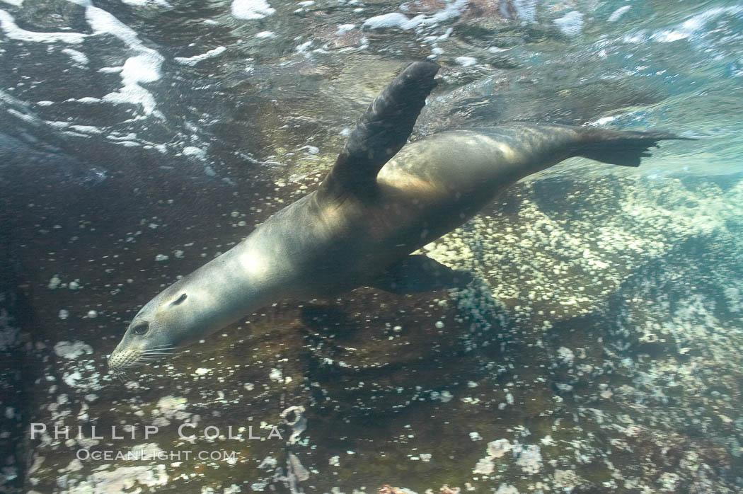 Galapagos sea lion. Gordon Rocks, Galapagos Islands, Ecuador, Zalophus californianus wollebacki, Zalophus californianus wollebaeki, natural history stock photograph, photo id 16401