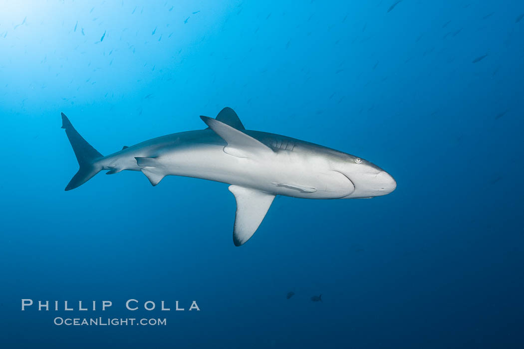 Galapagos shark. Wolf Island, Galapagos Islands, Ecuador, Carcharhinus galapagensis, natural history stock photograph, photo id 16242