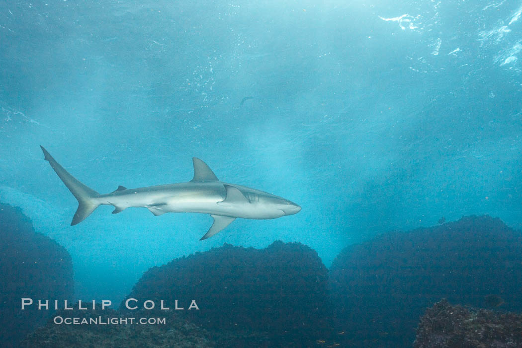 Galapagos shark. Wolf Island, Galapagos Islands, Ecuador, Carcharhinus galapagensis, natural history stock photograph, photo id 16244
