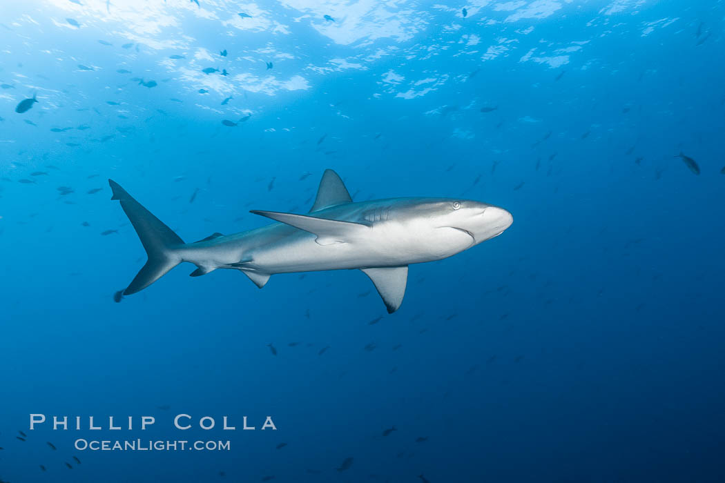 Galapagos shark. Wolf Island, Galapagos Islands, Ecuador, Carcharhinus galapagensis, natural history stock photograph, photo id 16241