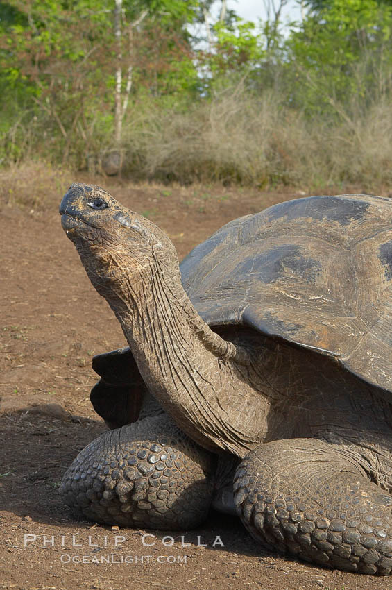 Galapagos tortoise, Santa Cruz Island species, highlands of Santa Cruz island. Galapagos Islands, Ecuador, Geochelone nigra, natural history stock photograph, photo id 16480