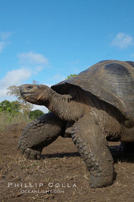 Galapagos tortoise, Santa Cruz Island species, highlands of Santa Cruz island. Galapagos Islands, Ecuador, Geochelone nigra, natural history stock photograph, photo id 16492