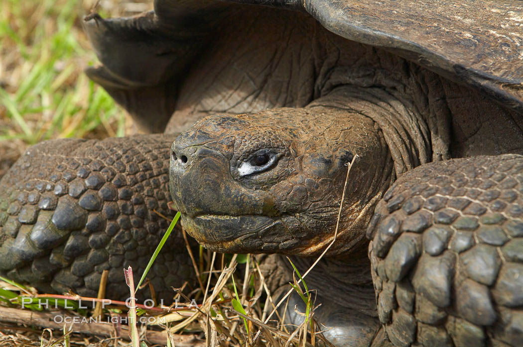 Galapagos tortoise, Santa Cruz Island species, highlands of Santa Cruz island. Galapagos Islands, Ecuador, Geochelone nigra, natural history stock photograph, photo id 16483
