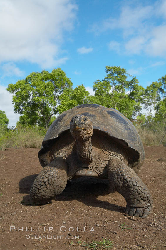 Galapagos tortoise, Santa Cruz Island species, highlands of Santa Cruz island. Galapagos Islands, Ecuador, Geochelone nigra, natural history stock photograph, photo id 16501