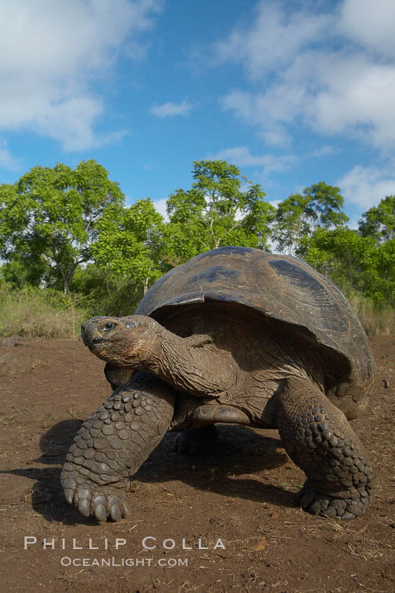 Galapagos tortoise, Santa Cruz Island species, highlands of Santa Cruz island. Galapagos Islands, Ecuador, Geochelone nigra, natural history stock photograph, photo id 16494