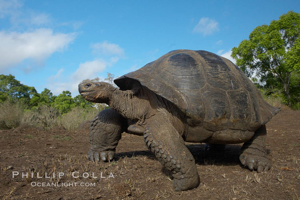 Galapagos tortoise, Santa Cruz Island species, highlands of Santa Cruz island. Galapagos Islands, Ecuador, Geochelone nigra, natural history stock photograph, photo id 16500