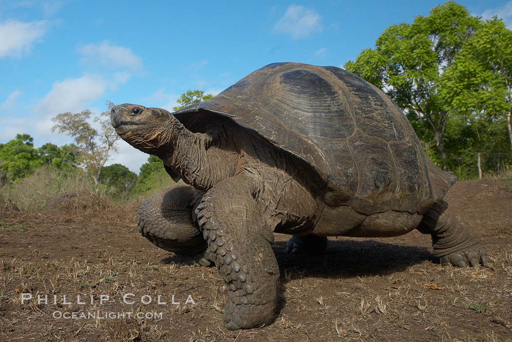 Galapagos tortoise, Santa Cruz Island species, highlands of Santa Cruz island. Galapagos Islands, Ecuador, Geochelone nigra, natural history stock photograph, photo id 16479