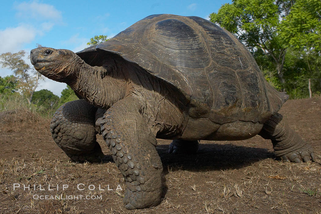 Galapagos tortoise, Santa Cruz Island species, highlands of Santa Cruz island. Galapagos Islands, Ecuador, Geochelone nigra, natural history stock photograph, photo id 16491