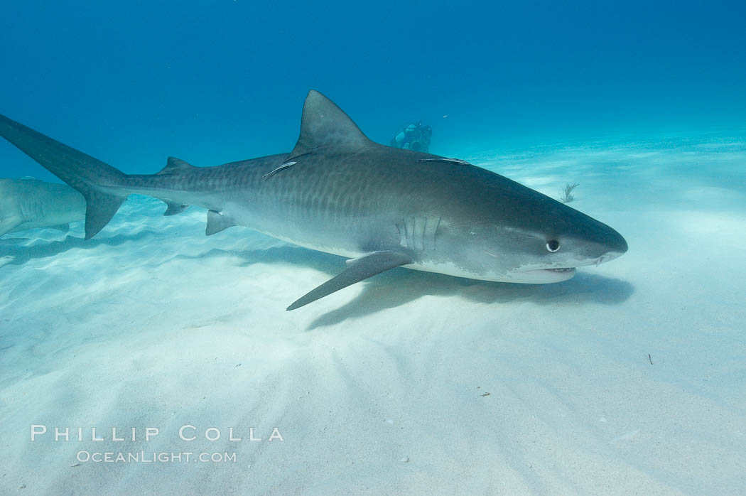 Tiger shark. Bahamas, Galeocerdo cuvier, natural history stock photograph, photo id 10674