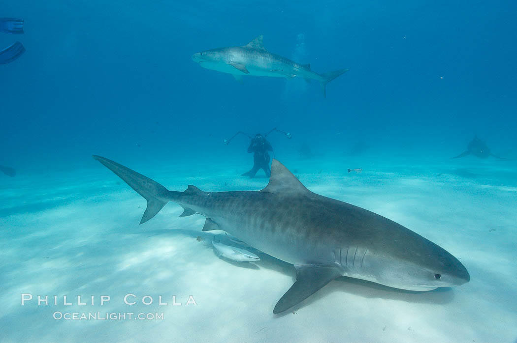 Tiger shark. Bahamas, Galeocerdo cuvier, natural history stock photograph, photo id 10686
