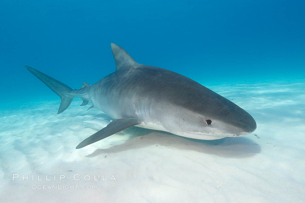 Tiger shark. Bahamas, Galeocerdo cuvier, natural history stock photograph, photo id 10671