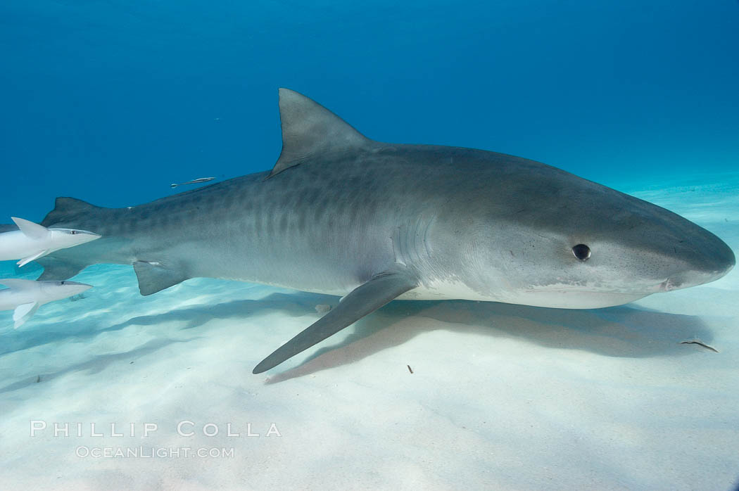 Tiger shark. Bahamas, Galeocerdo cuvier, natural history stock photograph, photo id 10679