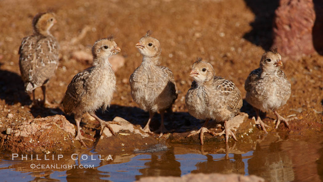 Gambel's quail, chicks. Amado, Arizona, USA, Callipepla gambelii, natural history stock photograph, photo id 22914
