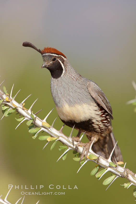 Gambel's quail, male. Amado, Arizona, USA, Callipepla gambelii, natural history stock photograph, photo id 23014