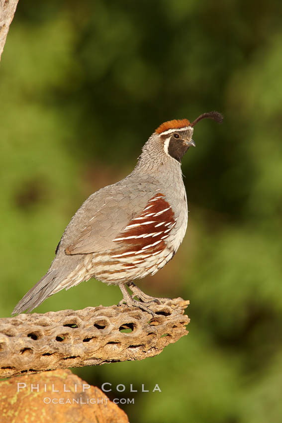 Gambel's quail, male. Amado, Arizona, USA, Callipepla gambelii, natural history stock photograph, photo id 23026