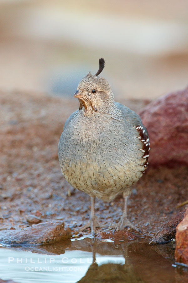 Gambel's quail, female., Callipepla gambelii, natural history stock photograph, photo id 23054