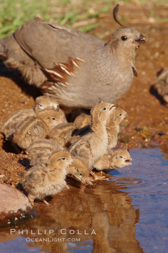 Gambel's quail, chicks and female. Amado, Arizona, USA, Callipepla gambelii, natural history stock photograph, photo id 22948