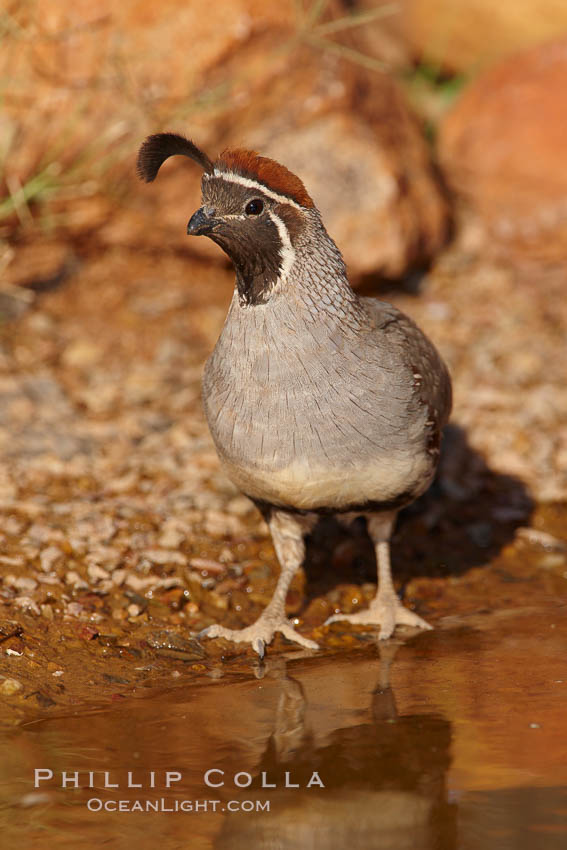 Gambel's quail, male. Amado, Arizona, USA, Callipepla gambelii, natural history stock photograph, photo id 22976