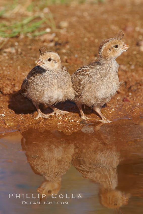 Gambel's quail, chicks. Amado, Arizona, USA, Callipepla gambelii, natural history stock photograph, photo id 23008