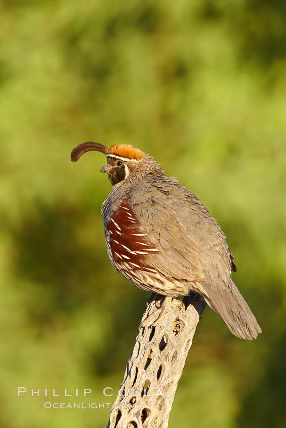 Gambel's quail, male. Amado, Arizona, USA, Callipepla gambelii, natural history stock photograph, photo id 23084