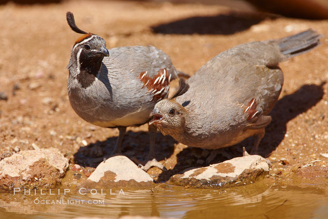 Gambel's quail. Amado, Arizona, USA, Callipepla gambelii, natural history stock photograph, photo id 23088