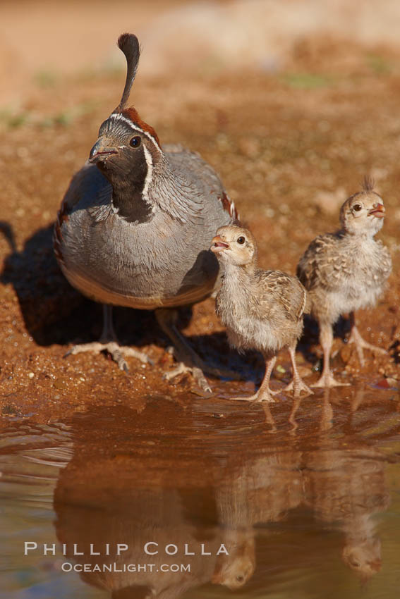 Gambel's quail, chicks and female. Amado, Arizona, USA, Callipepla gambelii, natural history stock photograph, photo id 22939