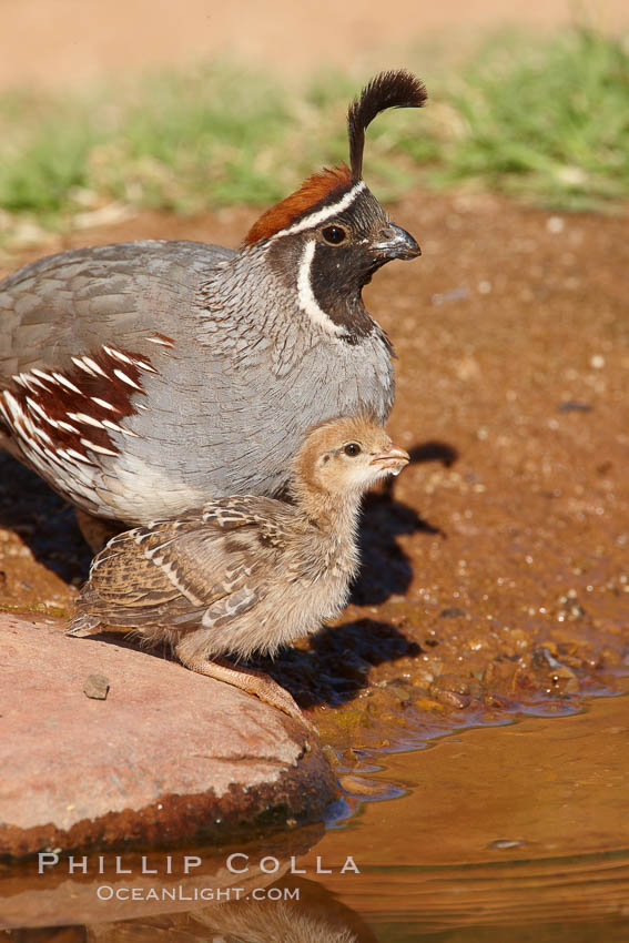 Gambel's quail, chicks. Amado, Arizona, USA, Callipepla gambelii, natural history stock photograph, photo id 23063