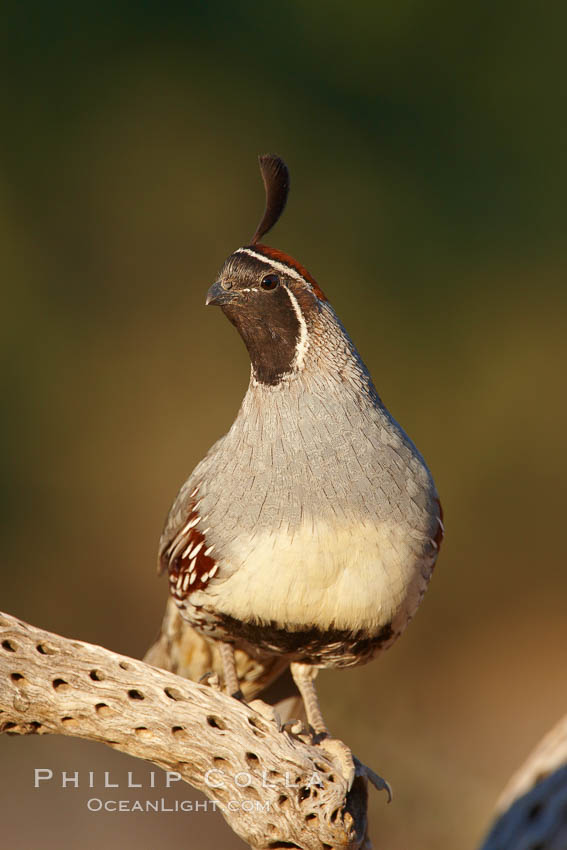 Gambel's quail, male. Amado, Arizona, USA, Callipepla gambelii, natural history stock photograph, photo id 23071