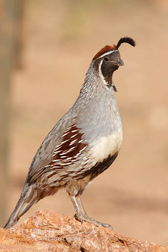 Gambel's quail, male. Amado, Arizona, USA, Callipepla gambelii, natural history stock photograph, photo id 22893