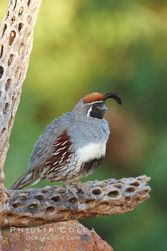 Gambel's quail, male. Amado, Arizona, USA, Callipepla gambelii, natural history stock photograph, photo id 22965