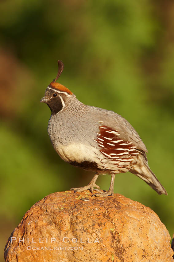 Gambel's quail, male. Amado, Arizona, USA, Callipepla gambelii, natural history stock photograph, photo id 23037