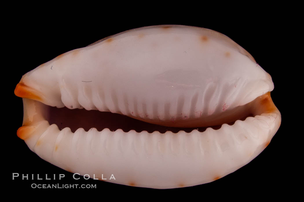 Gangrenous Cowrie., Cypraea gangranosa, natural history stock photograph, photo id 08093