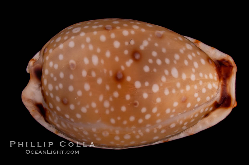 Gangrenous Cowrie., Cypraea gangranosa, natural history stock photograph, photo id 08092