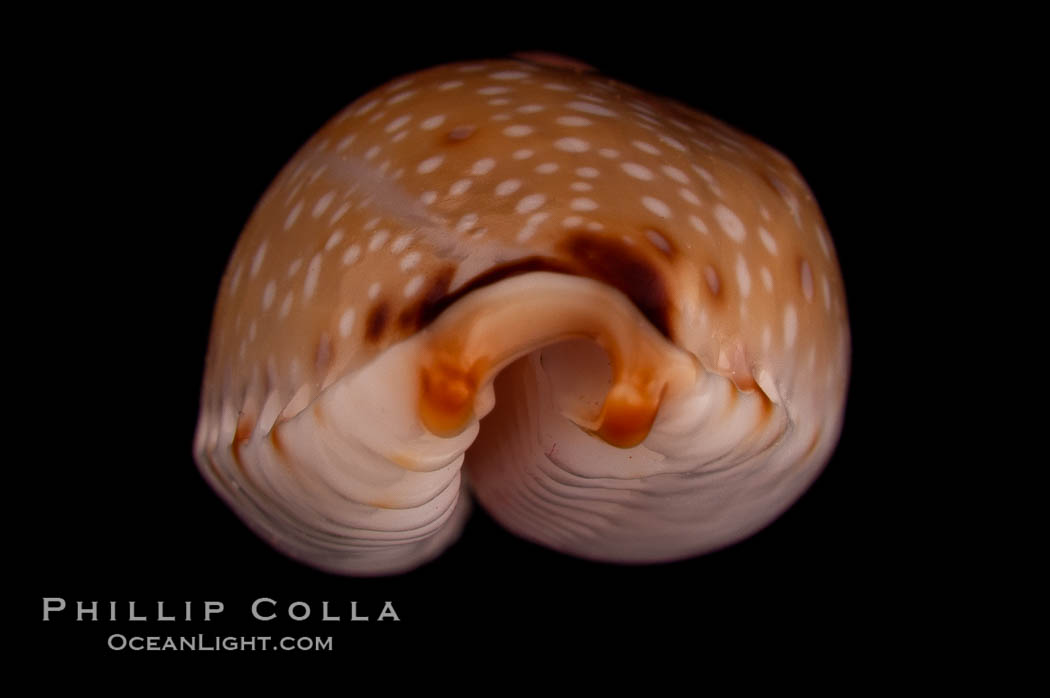 Gangrenous Cowrie., Cypraea gangranosa, natural history stock photograph, photo id 08095