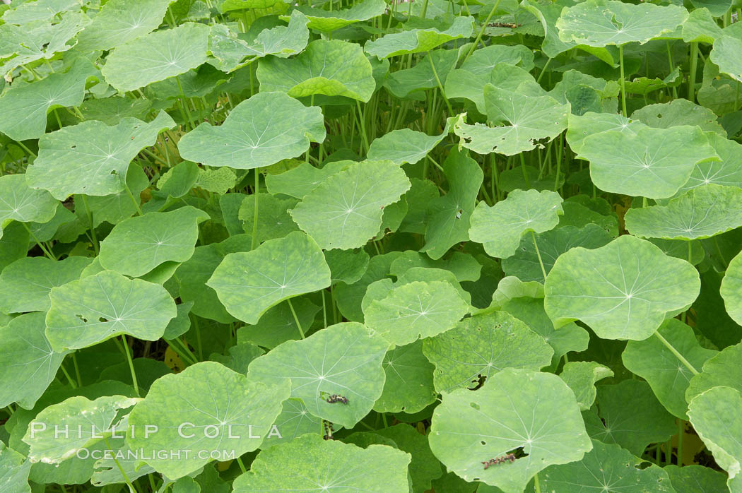 Garden nasturtium, San Elijo Lagoon. Encinitas, California, USA, Tropaeolum majus, natural history stock photograph, photo id 11616