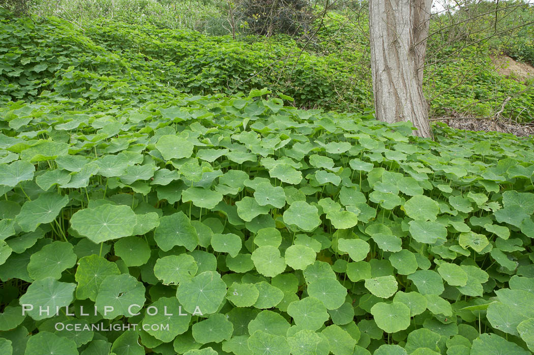 Garden nasturtium, San Elijo Lagoon. Encinitas, California, USA, Tropaeolum majus, natural history stock photograph, photo id 11614