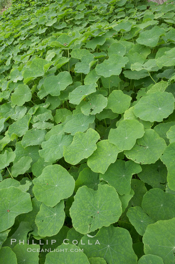 Garden nasturtium, San Elijo Lagoon. Encinitas, California, USA, Tropaeolum majus, natural history stock photograph, photo id 11617